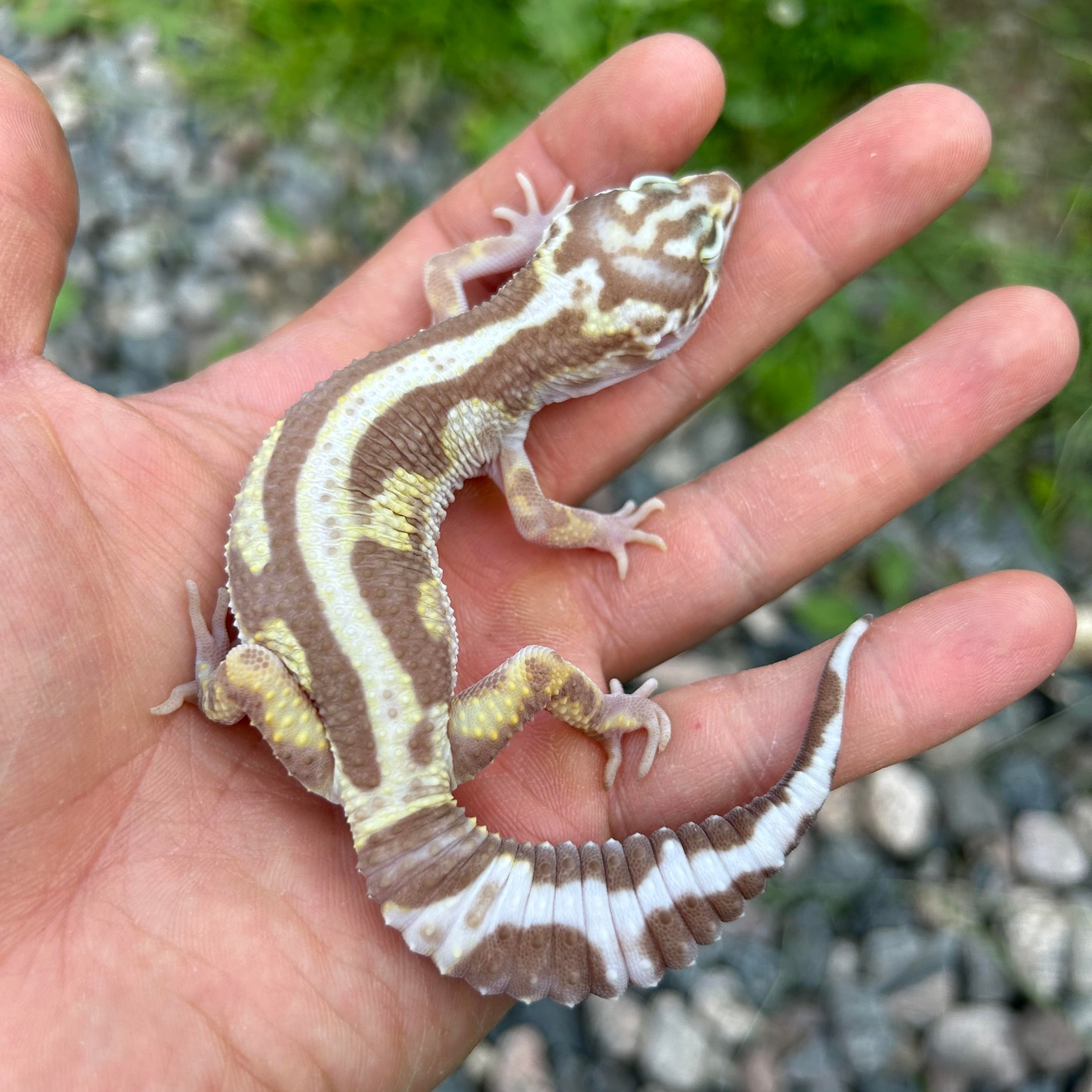 Gecko sales night light